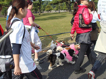 犬のピンクの首輪をつけての参加が可愛らしい。